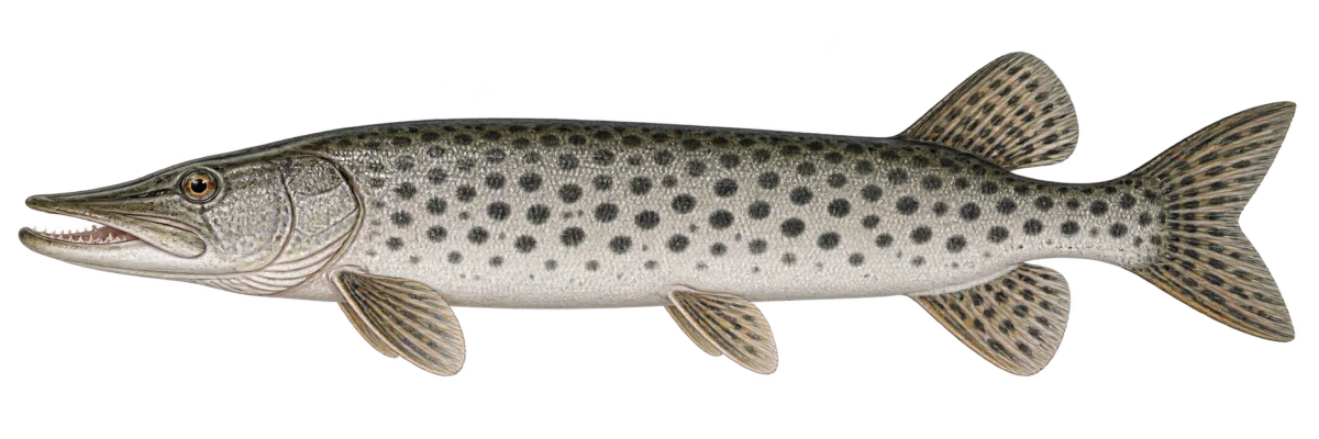 Щука амурская