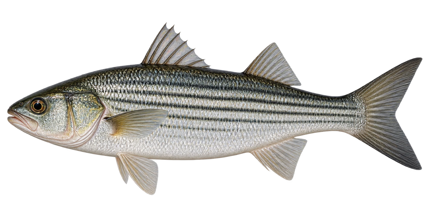 Кефали Чёрного моря