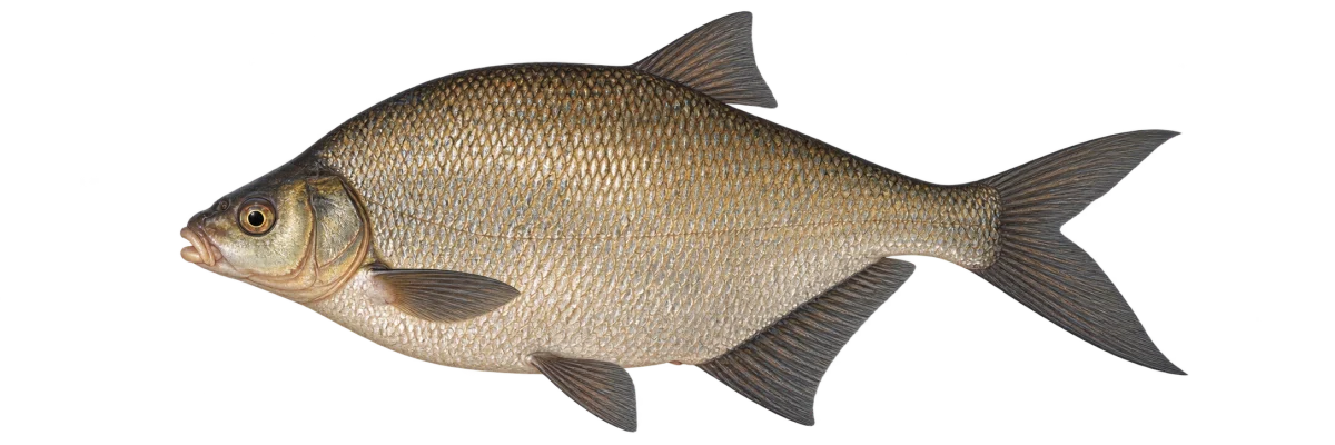 Лещ