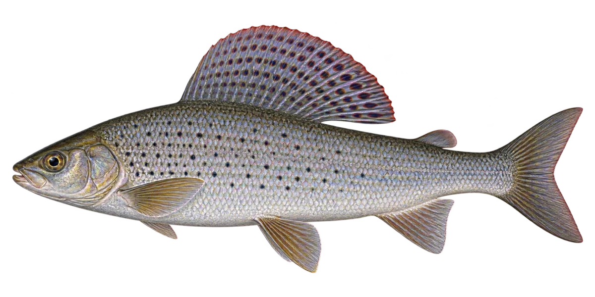 Хариус