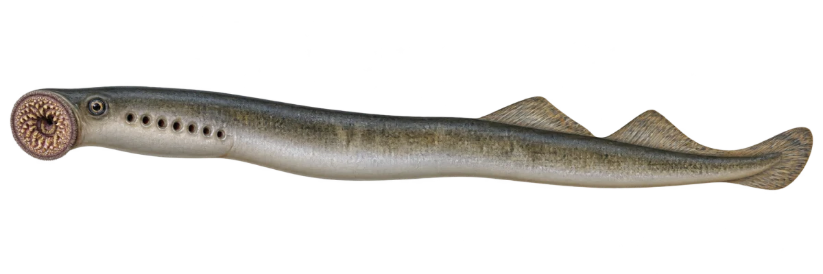 Минога речная