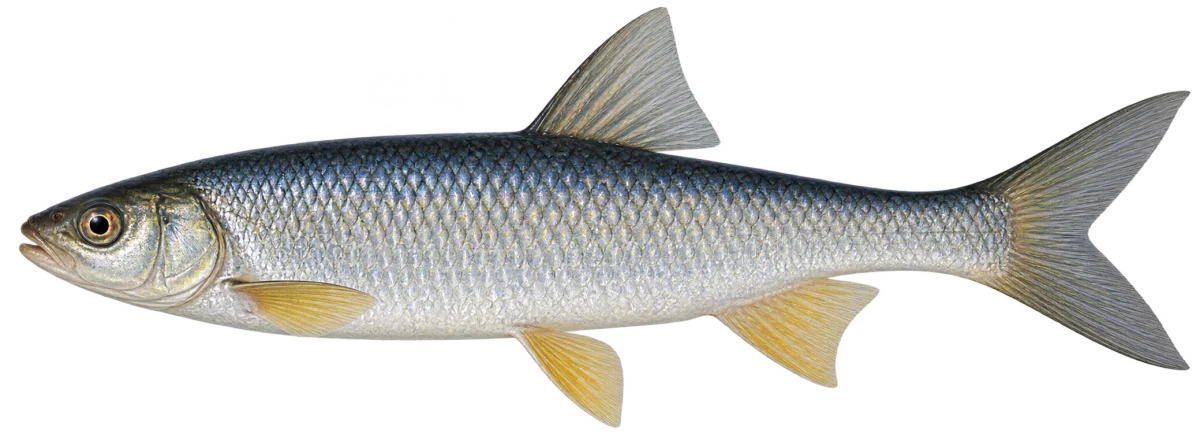 Сибирский елец