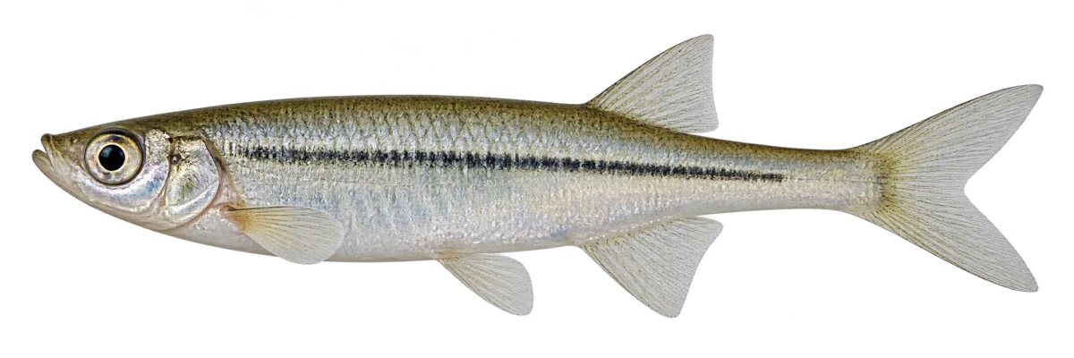 Верховка